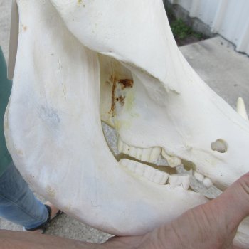 African Warthog Skull with 9" Ivory Tusks 