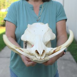 African Warthog Skull with 9-10" Ivory Tusks 