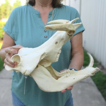 African Warthog Skull with 9-10" Ivory Tusks 