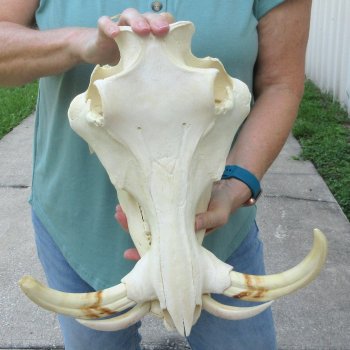 African Warthog Skull with 9-10" Ivory Tusks 