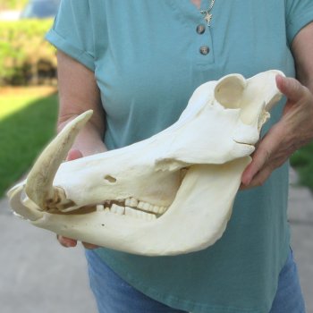 African Warthog Skull with 9-10" Ivory Tusks 