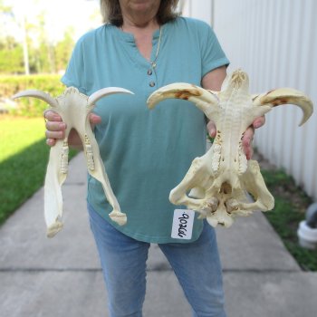 African Warthog Skull with 9-10" Ivory Tusks 