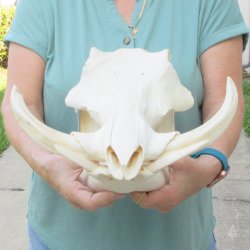 African Warthog Skull with 9" Ivory Tusks 