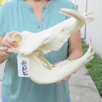 African Warthog Skull with 9" Ivory Tusks 