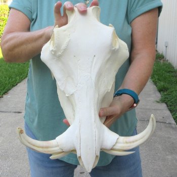 African Warthog Skull with 9" Ivory Tusks 