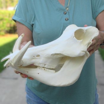 African Warthog Skull with 9" Ivory Tusks 