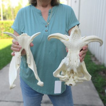 African Warthog Skull with 9" Ivory Tusks 