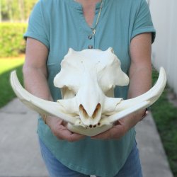 African Warthog Sku...