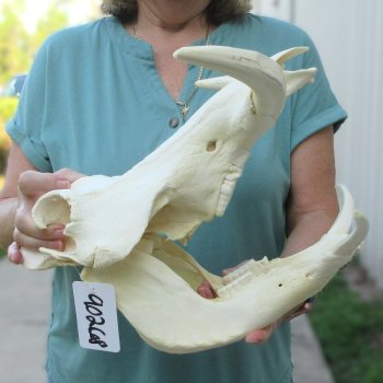 African Warthog Skull with 9" Ivory Tusks 