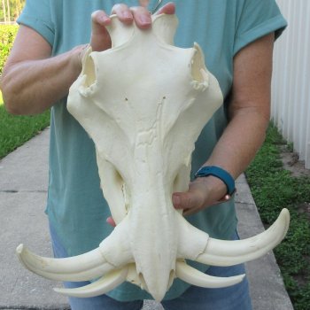 African Warthog Skull with 9" Ivory Tusks 