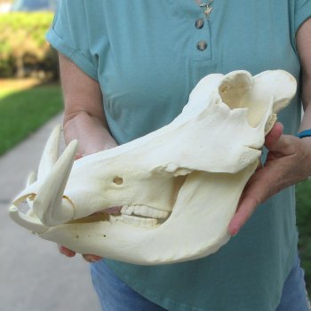 African Warthog Skull with 9" Ivory Tusks 