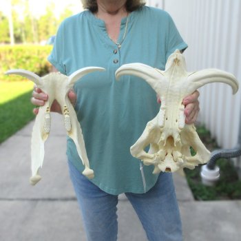 African Warthog Skull with 9" Ivory Tusks 