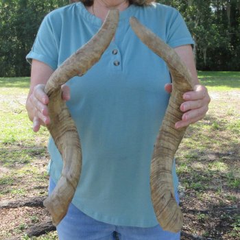  Two piece 23 and 24-1/2 inch Jumbo Goat Horns 