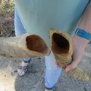  Two piece 23 and 24-1/2 inch Jumbo Goat Horns 