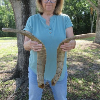 Two piece 27-1/2 and 25 inch Jumbo Goat Horns 