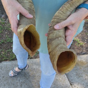  Two piece 27-1/2 and 25 inch Jumbo Goat Horns 
