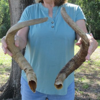  Two piece 27 and 24 inch Jumbo Goat Horns 