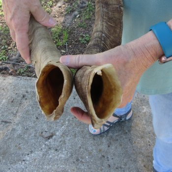  Two piece 27 and 24 inch Jumbo Goat Horns 