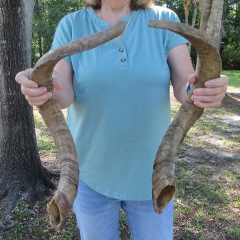  Two piece 30 and 27 inch Jumbo Goat Horns 