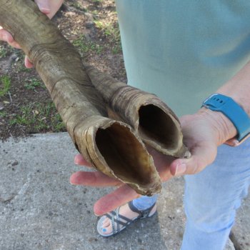  Two piece 30 and 27 inch Jumbo Goat Horns 