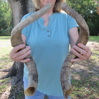  Two piece 23-1/2 and 24-1/2 inch Jumbo Goat Horns 