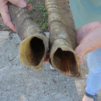  Two piece 23-1/2 and 24-1/2 inch Jumbo Goat Horns 