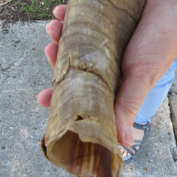  Two piece 23-1/2 and 24-1/2 inch Jumbo Goat Horns 