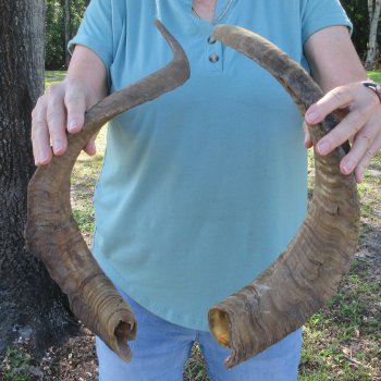  Two piece 25 and 27 inch Jumbo Goat Horns 