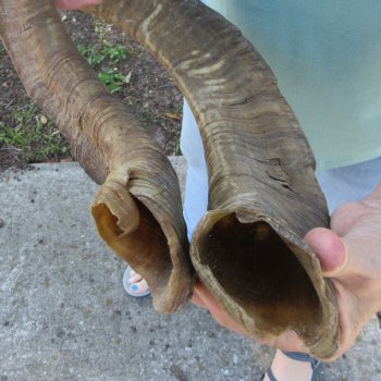  Two piece 25 and 27 inch Jumbo Goat Horns 