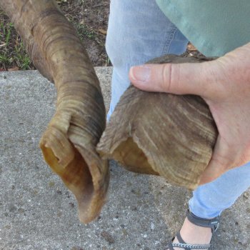  Two piece 25 and 27 inch Jumbo Goat Horns 