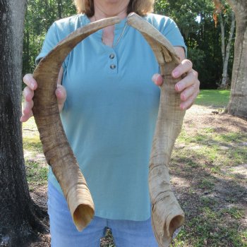  Two piece 22-1/2 and 23-1/2 inch Jumbo Goat Horns 