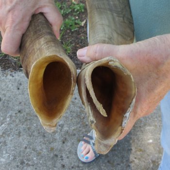  Two piece 22-1/2 and 23-1/2 inch Jumbo Goat Horns 