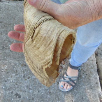  Two piece 22-1/2 and 23-1/2 inch Jumbo Goat Horns 