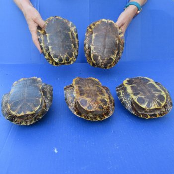 Five piece 7" B-Grade Red Eared Slider Turtle Shells