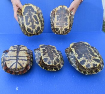 Five piece 7" B-Grade Red Eared Slider Turtle Shells