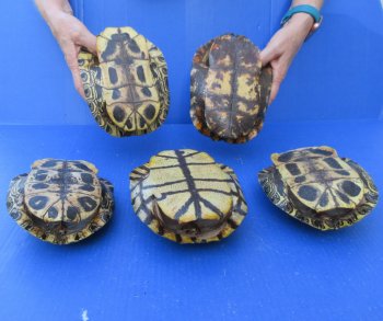 Five piece 7" B-Grade Red Eared Slider Turtle Shells