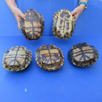 Five pieces 7" Red Eared Slider Turtle Shells