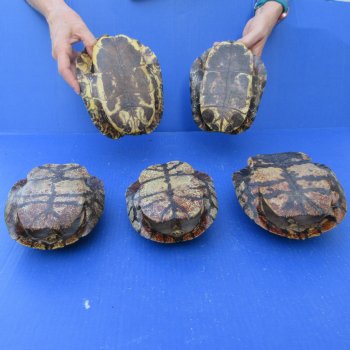 Five piece 7" B-Grade Red Eared Slider Turtle Shells