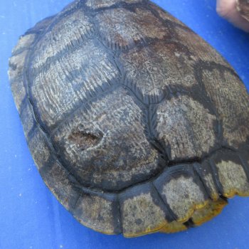 Five pieces 7" Red Eared Slider Turtle Shells