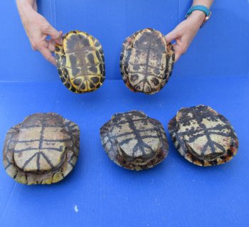 Five pieces 7" Red Eared Slider Turtle Shells