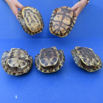 Five pieces 7" Red Eared Slider Turtle Shells