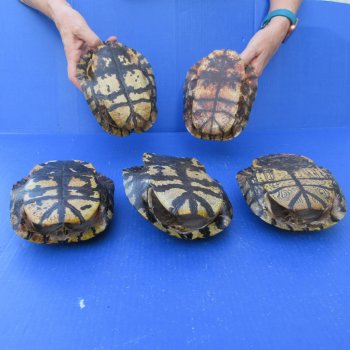 Five pieces 7" Red Eared Slider Turtle Shells