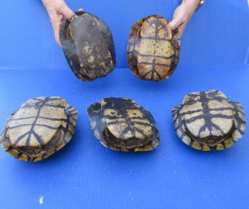 Five pieces 7" Red Eared Slider Turtle Shells