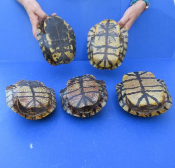 Five pieces 7" Red Eared Slider Turtle Shells