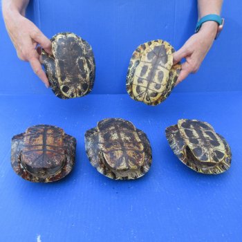 Five piece 6" Red Eared Slider Turtle Shells