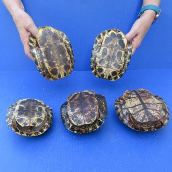 Five piece 6" Red Eared Slider Turtle Shells