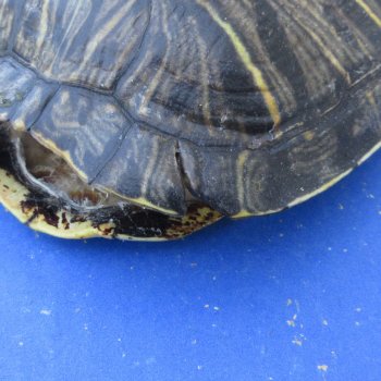 Five piece 5" Red Eared Slider Turtle Shells