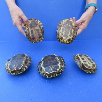 Five piece 5" Red Eared Slider Turtle Shells