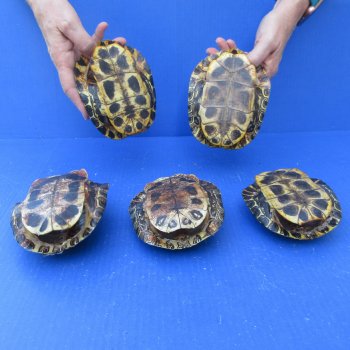 Five piece 5" Red Eared Slider Turtle Shells
