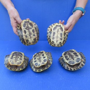 Five piece 5" Red Eared Slider Turtle Shells